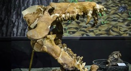 "Heo địa ngục” nặng 1 tấn ở Mỹ đã nhai cả tê giác