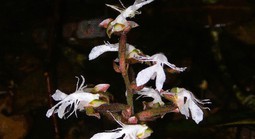 Phát hiện loài lan quý hiếm trong sách đỏ tại một khu rừng ở Thanh Hóa