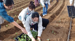 Tỉnh Jeju tăng tiếp nhận lao động thời vụ Việt Nam