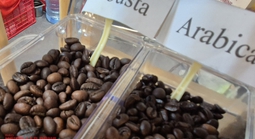 Giá cà phê hôm nay 19-11: Tiếp tục tăng cao