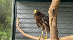 Diều hoa Miến Điện quý hiếm xuất hiện ở Quảng Trị