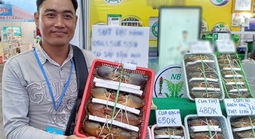 Lý do không phải ai cũng biết khiến cua Cà Mau được  ưa chuộng