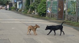 Chó dại cắn 3 người ở Đồng Nai