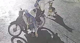 Nhóm trộm chó manh động, dùng vỏ chai thủy tinh và ớt bột chống trả người truy bắt