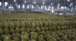 Mua hồ sơ xuất khẩu sầu riêng với giá... hàng trăm triệu đồng!