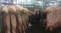 Giá heo hơi hôm nay 20-11: Tăng mạnh ở chợ đầu mối