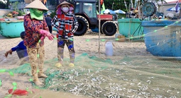 Hình ảnh ngư dân TP HCM trúng mùa cá mai "lộc trời"