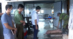 Chủ trang trại bán heo bệnh cho các đầu mối