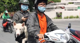 TPHCM: Chủ nuôi chó, mèo phải khai báo với UBND xã, phường, đặc khu 