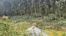 Động lực mới từ sân bay Long Thành