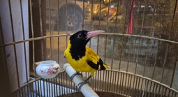 TPHCM xử lý 5 tiểu thương lấn chiếm lòng lề đường bán 1.000 con chim hoang dã