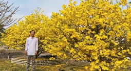 Mai vàng Bình Lợi giữ hồn Tết Việt