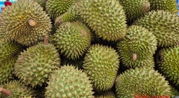 Giá sầu riêng tăng vọt nhưng nông dân vẫn kém vui