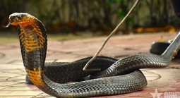 Rắn hổ mang chúa nặng 7 kg bất ngờ xuất hiện trong khu dân cư