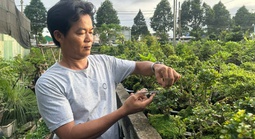 Làng cây kiểng Thủ Đức: Níu sắc xanh cho lòng phố thị