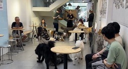 Quán cà phê thú cưng lúng túng khai báo việc nuôi chó, mèo