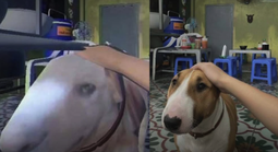 Chú chó nổi như cồn vì giống "Mr.Gold" trong "Brother Hai's Pho Restaurant"