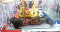 Tìm "vua cua" phục vụ sự kiện lớn sắp diễn ra tại Cà Mau