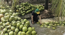 Xây dựng thương hiệu "Dừa Việt Nam xanh và an toàn"