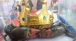 "Vua cua" Cà Mau năm 2022 giờ ra sao?