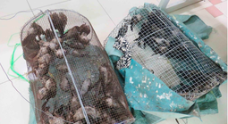 Cấp thiết bảo vệ đàn yến Việt Nam