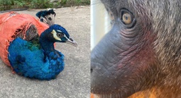 Động vật quý hiếm bất ngờ xuất hiện ở điểm du lịch, người dân vội báo công an