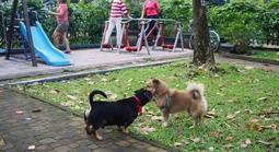 "Né phân chó như né ổ gà!"