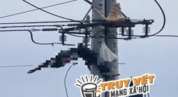 Bắt ong vò vẽ, một thanh niên bị điện giật tử vong