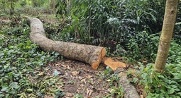 Cần Thơ: Bất thường vụ che phủ gốc cây xanh sau khi đốn hạ