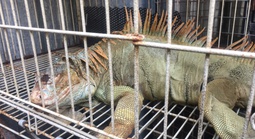 75 con rồng Nam Mỹ bị nuôi nhốt trái phép ở TPHCM