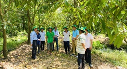 Phục hồi vườn cây ăn trái ĐBSCL sau ngập úng: Giải pháp khoa học cho bà con nhà vườn