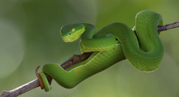 Một bệnh viện tại TPHCM liên tiếp cấp cứu người bị rắn cắn