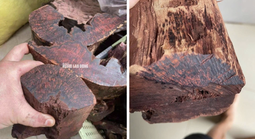 Loài gỗ "vô danh" được thương lái Trung Quốc mua 3 triệu đồng/kg: Quảng Trị cảnh báo điều gì?