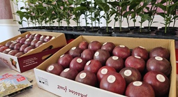 Chanh leo Việt Nam trước cơ hội vào thị trường 4,8 tỉ USD