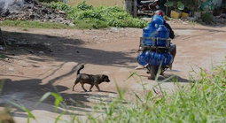 Chó không rọ mõm, thả rông trên đường phố TPHCM trước thời điểm siết chặt quản lý