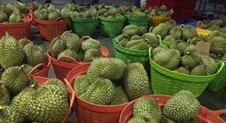 Sầu riêng trái vụ tiếp tục rớt giá, nông dân lo lắng