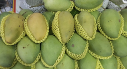 Giá nông thủy sản miền Tây: Nhà vườn không còn xoài cát Hòa Lộc để bán