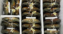 Những xã nào ở Cà Mau được quy hoạch nuôi cua xuất khẩu sang Trung Quốc?