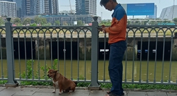 Chó thả rông, không rọ mõm