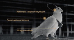 Nga biến chim bồ câu thành bio-drone, bay xa hàng trăm km