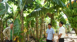 Đưa cây chuối Việt vươn xa