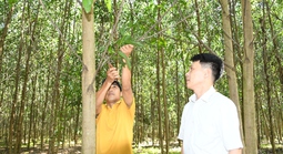 Điểm sáng mô hình trồng rừng chứng chỉ FSC ở Đồng Nai