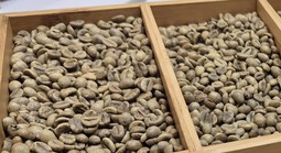 Giá cà phê hôm nay 18-12: Lao dốc phiên thứ 5, mốc 90.000 đồng/kg có thể thủng