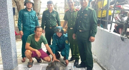 Đồi mồi dứa quý hiếm 17kg mắc lưới trên vùng biển Đà Nẵng