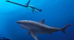 Siêu cá mập "Mega-Predator" lần đầu tiên lộ diện ở Úc