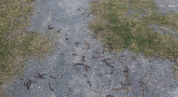 Giun đất trồi lên la liệt rồi chết khô ở Quảng Trị: Chuyện gì đang xảy ra?