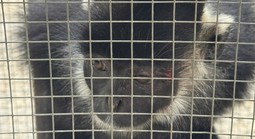 Đã bắt được con vật liên tiếp tấn công người dân ở Quảng Trị 