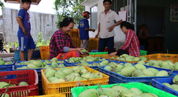 Xoài cát Hòa Lộc tăng giá mạnh