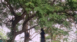 TPHCM: Phát hiện thi thể nam treo lơ lửng trên cành cây