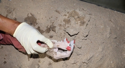 Phát hiện thi thể nữ có 6 ngón tay, sơn màu đỏ trên sông Sài Gòn